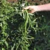 Orient Wonder Yardlong Pole Bean Seeds 2 Orient Wonder Yardlong Pole Bean Seeds -Park Seed® Shop 52542 pk p1