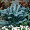 Lacinato Kale Seeds (P) Pkt Of 100 Seeds 1 Lacinato Kale Seeds (P) Pkt Of 100 Seeds -Park Seed® Shop 52550 pk p1