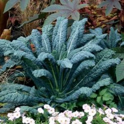 Lacinato Kale Seeds (P) Pkt Of 100 Seeds