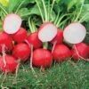 Roxanne Hybrid Radish Seeds -Park Seed® Shop 52557 pk p1