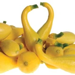 Delta Hybrid Squash Seeds