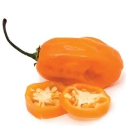 Sweet Habanero Organic Pepper Seeds