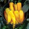 Mama Mia Giallo Hybrid Sweet Pepper Seeds -Park Seed® Shop 52576 pk 100
