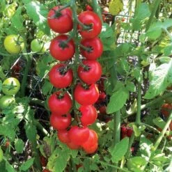 Nectar Hybrid Cherry Tomato Seeds (P) Pkt Of 10 Seeds 7 Nectar Hybrid Cherry Tomato Seeds (P) Pkt Of 10 Seeds -Park Seed® Shop 52587 PK P1 3