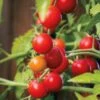 Nectar Hybrid Cherry Tomato Seeds (P) Pkt Of 10 Seeds 2 Nectar Hybrid Cherry Tomato Seeds (P) Pkt Of 10 Seeds -Park Seed® Shop 52587 pk p1