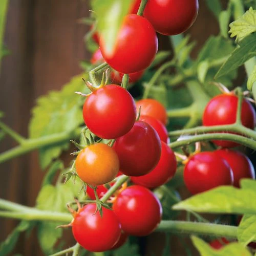 Nectar Hybrid Cherry Tomato Seeds 3 Nectar Hybrid Cherry Tomato Seeds