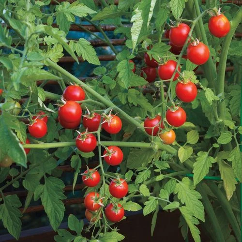 Nectar Hybrid Cherry Tomato Seeds 4 Nectar Hybrid Cherry Tomato Seeds - Image 2