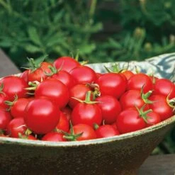 Nectar Hybrid Cherry Tomato Seeds 8 Nectar Hybrid Cherry Tomato Seeds -Park Seed® Shop 52587 2