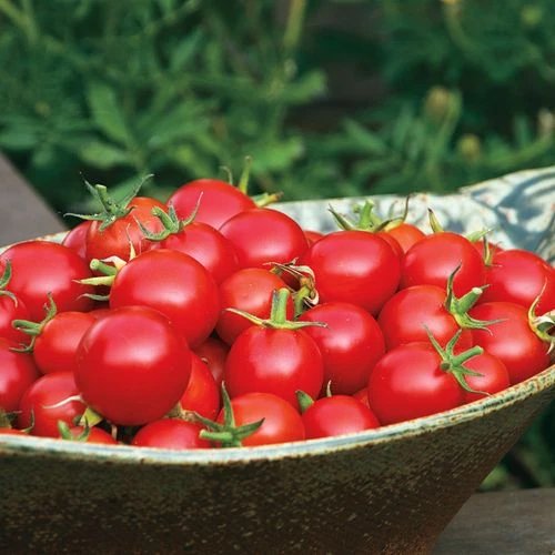 Nectar Hybrid Cherry Tomato Seeds 5 Nectar Hybrid Cherry Tomato Seeds - Image 3