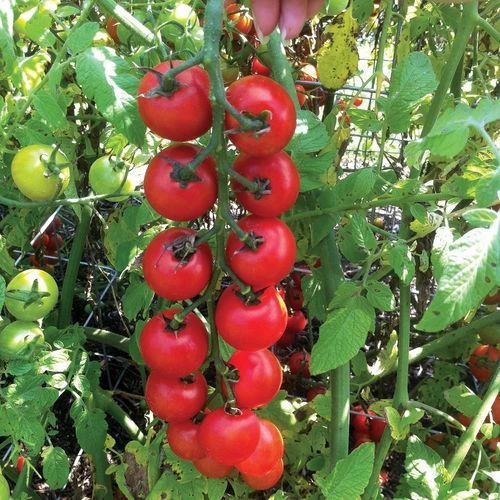 Nectar Hybrid Cherry Tomato Seeds 6 Nectar Hybrid Cherry Tomato Seeds - Image 4