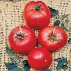 German Johnson Tomato Seeds (P) Pkt Of 30 Seeds