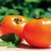 Chef's Choice Orange Hybrid Tomato Seeds -Park Seed® Shop 52592