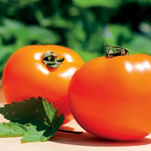 Chef's Choice Orange Hybrid Tomato Seeds 3 Chef's Choice Orange Hybrid Tomato Seeds
