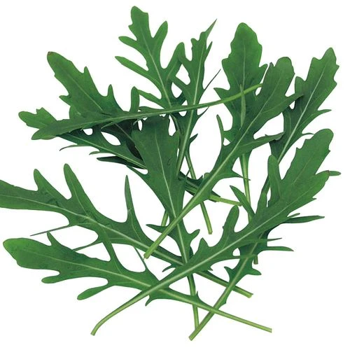 Speedy Arugula Seeds 3 Speedy Arugula Seeds