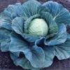 Stonehead Hybrid Cabbage Seeds (P) Pkt Of 100 Seeds