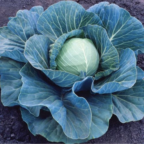 Stonehead Hybrid Cabbage Seeds (P) Pkt Of 100 Seeds 3 Stonehead Hybrid Cabbage Seeds (P) Pkt Of 100 Seeds