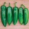 Tricked You Hybrid Pepper Seeds 1 Tricked You Hybrid Pepper Seeds -Park Seed® Shop 52609 PK 100