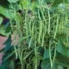 Mascotte French Filet Bush Bean Seeds 1 Mascotte French Filet Bush Bean Seeds -Park SeedĀ® Shop 52613 pk p1
