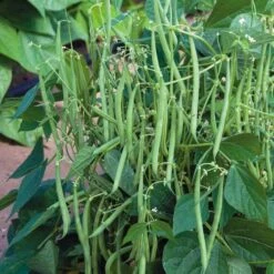 Mascotte French Filet Bush Bean Seeds