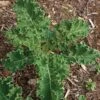 White Russian Kale Seeds (P) Pkt Of 100 Seeds -Park Seed® Shop 52617 pk p1