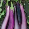 Comet Purple Hybrid Eggplant Seeds -Park Seed® Shop 52624 pk p1