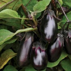 Patio Baby Hybrid Eggplant Seeds (P) Pkt Of 15 Seeds -Park Seed® Shop 52625 PK P1 2