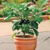 Patio Baby Hybrid Eggplant Seeds (P) Pkt Of 15 Seeds