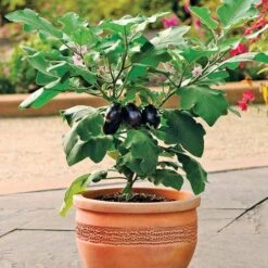 Patio Baby Hybrid Eggplant Seeds (P) Pkt Of 15 Seeds