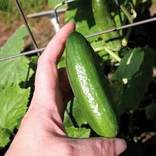 Baby Hybrid Cucumber Seeds (P) Pkt Of 10 Seeds 3 Baby Hybrid Cucumber Seeds (P) Pkt Of 10 Seeds