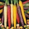 Rainbow Blend Carrot Seeds 1 Rainbow Blend Carrot Seeds -Park Seed® Shop 52627 PK P1