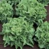 Sandy Lettuce Seeds -Park Seed® Shop 52631