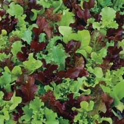 Micro Mini Greens Lettuce Seeds