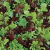Micro Mini Greens Lettuce Seeds (P) Pkt Of 200 Seeds 2 Micro Mini Greens Lettuce Seeds (P) Pkt Of 200 Seeds -Park Seed® Shop 52636 PK P1