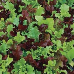 Micro Mini Greens Lettuce Seeds (P) Pkt Of 200 Seeds