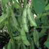 Midori Giant Bush Edamame Soybean Seeds 2 Midori Giant Bush Edamame Soybean Seeds -Park Seed® Shop 52639 pk p1