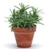 SimplyHerbs™ Rosemary Seeds 1 SimplyHerbs™ Rosemary Seeds -Park Seed® Shop 52640