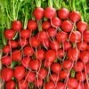 Rivoli Hybrid Radish Seeds -Park Seed® Shop 52642 pk p1