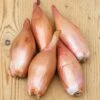 Zebrune Shallot Seeds -Park Seed® Shop 52647 pk p1