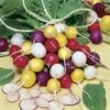 Park Seed Beauty Blend Radish Seeds