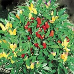 Pretty N Sweet Hybrid Ornamental Pepper Seeds -Park Seed® Shop 52660 2