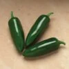 Jalafuego Hybrid Pepper Seeds (P) Pkt Of 25 Seeds -Park Seed® Shop 52667 pk p1