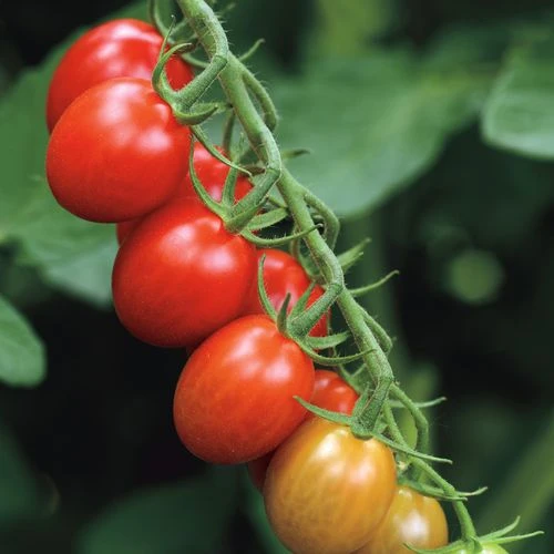 Sugar Rush Hybrid Grape Tomato Seeds 3 Sugar Rush Hybrid Grape Tomato Seeds