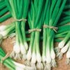 Warrior Bunching Onion Seeds -Park Seed® Shop 52697 pk p1