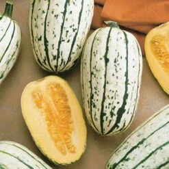 Delicata Organic Winter Squash Seeds