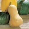 Waltham Organic Butternut Squash Seeds 1 Waltham Organic Butternut Squash Seeds -Park Seed® Shop 52703 pk p1