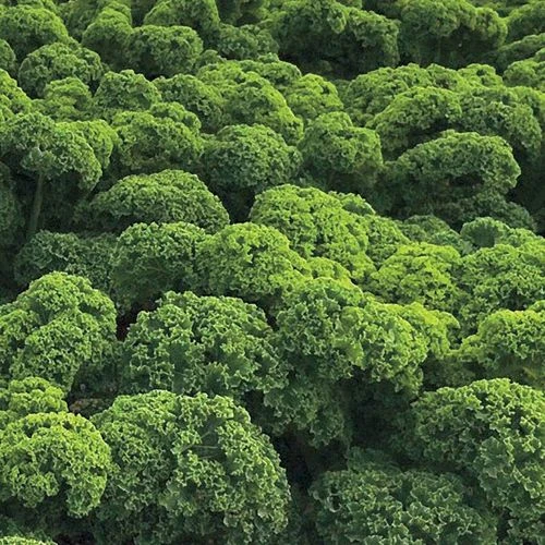 Prizm Hybrid Kale Seeds (P) Pkt Of 50 Seeds 3 Prizm Hybrid Kale Seeds (P) Pkt Of 50 Seeds