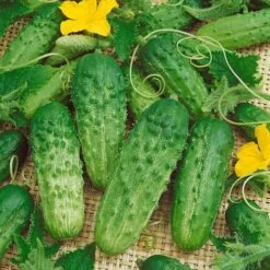 Pick A Bushel Hybrid Cucumber Seeds