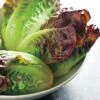 Mini Romaine Blend Lettuce Seeds -Park Seed® Shop 52735