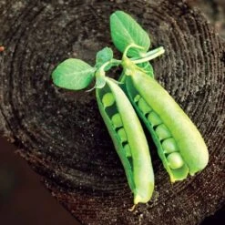 Patio Pride Organic Pea Seeds -Park Seed® Shop 52739 PK P1 3