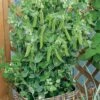 Patio Pride Organic Pea Seeds -Park Seed® Shop 52739 pk p1
